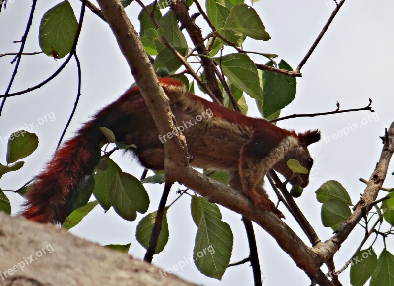 Malabar Giant Squirrel Ratufa Indica Indian Giant Squirrel Wildlife Animal