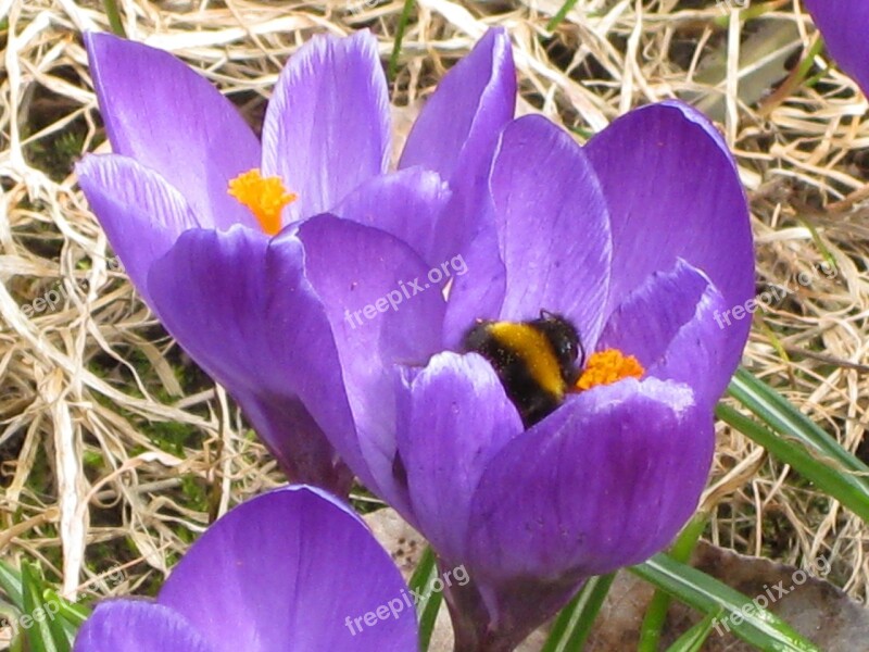 Spring Crocus Purple Bee Flower