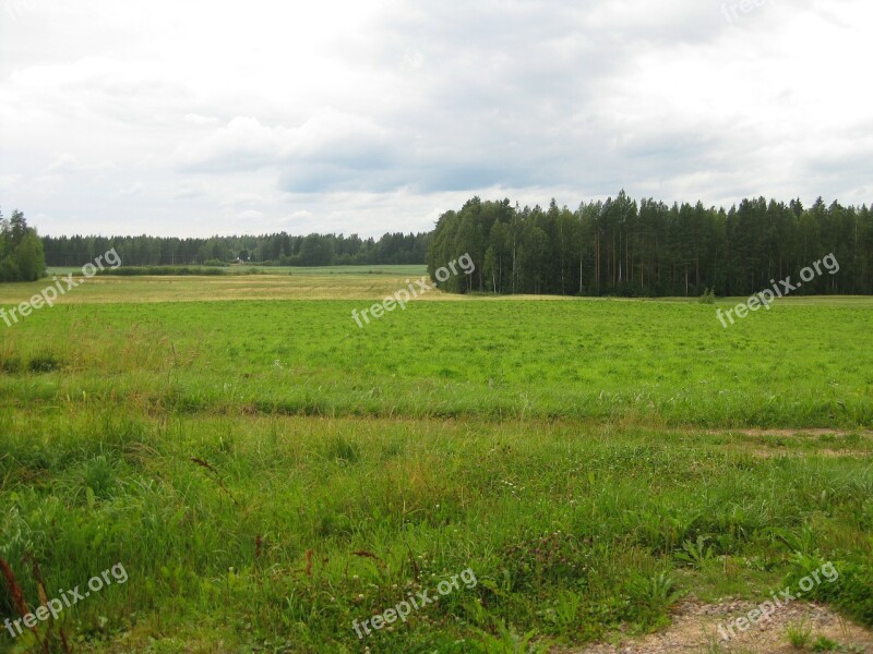 Summer Landscape Forest Field Sky