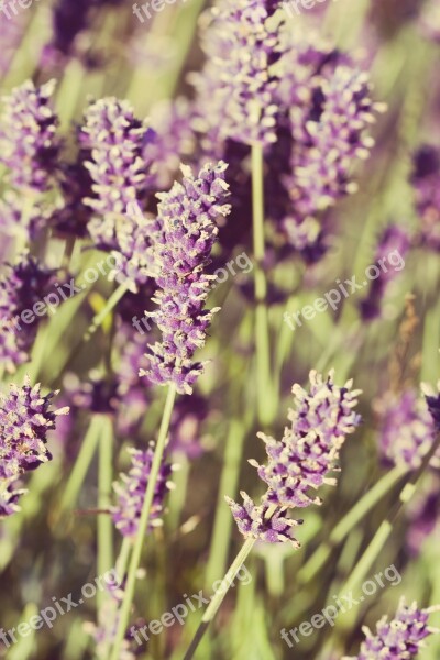 Flowers Lavender Close-up Vintage Style