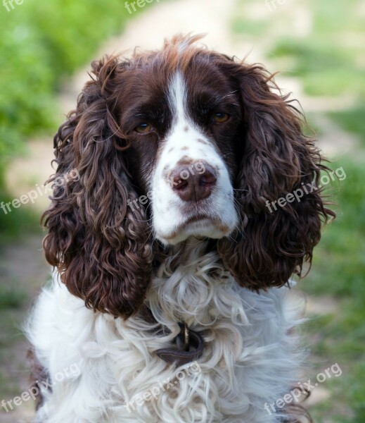 Dog English Springer Spaniel Springer Spaniel