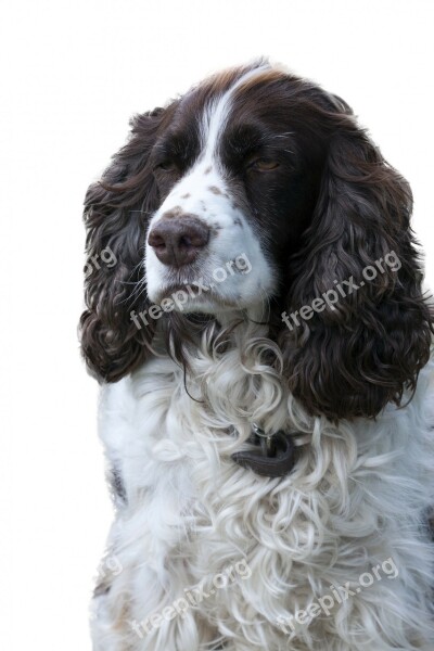 Dog English Springer Spaniel Springer Spaniel Portrait Isolated