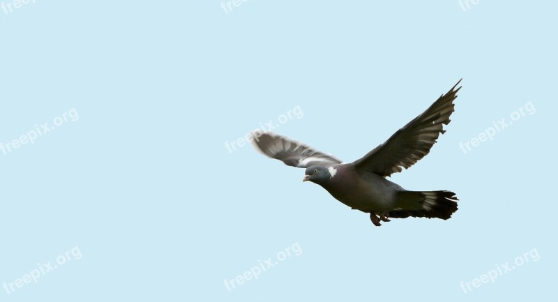 Bird Pigeon Flight Flying Wings