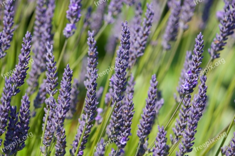 Lavender Flowers Background Wallpaper Plant