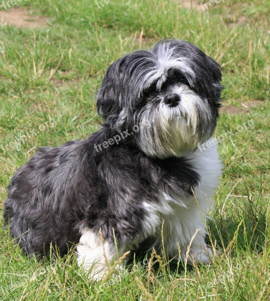 Dog Shih Tzu Grey White Portrait