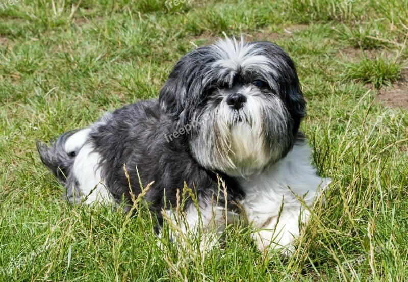 Dog Shih Tzu Grey White Laying