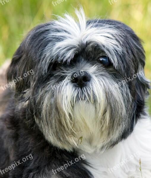 Dog Shih Tzu Portrait Close-up Face