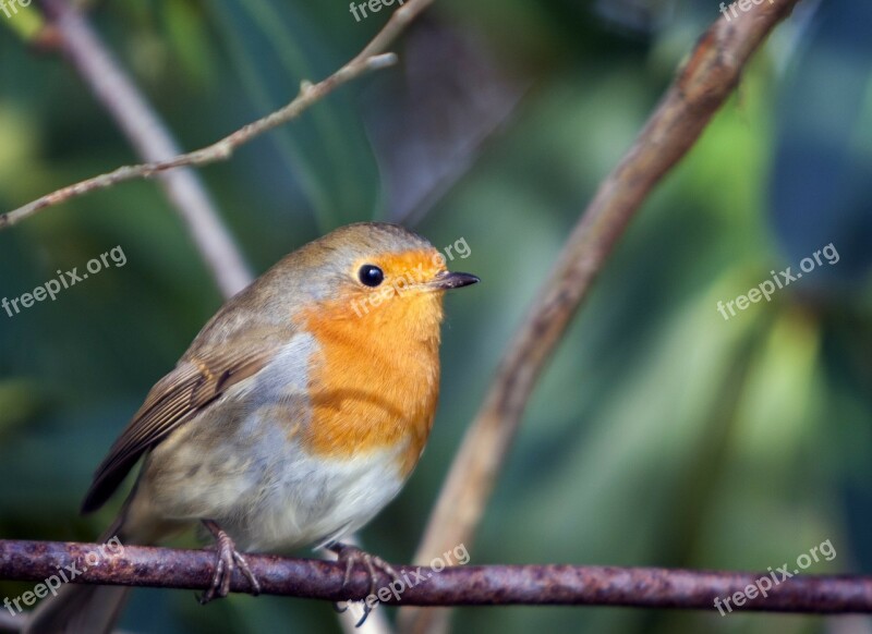 Bird Robin Red Close-up Portrait