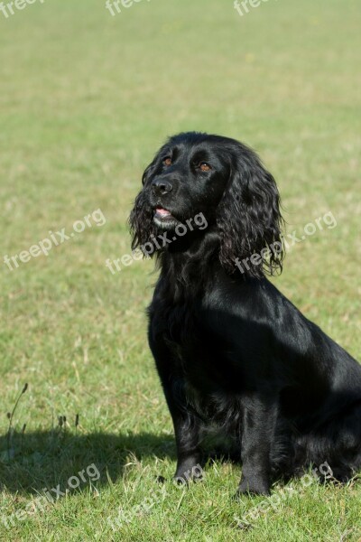 Dog Cocker Spaniel Working Cocker Field Spaniel