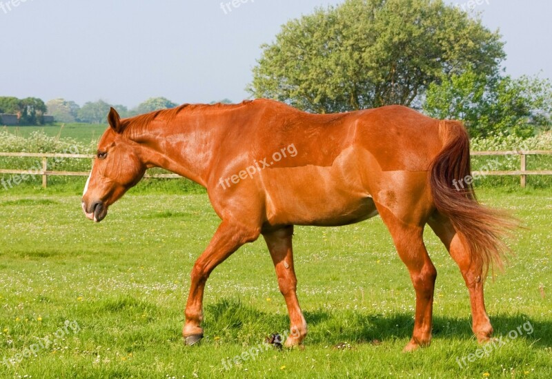 Horse Pony Animal Chestnut Beautiful