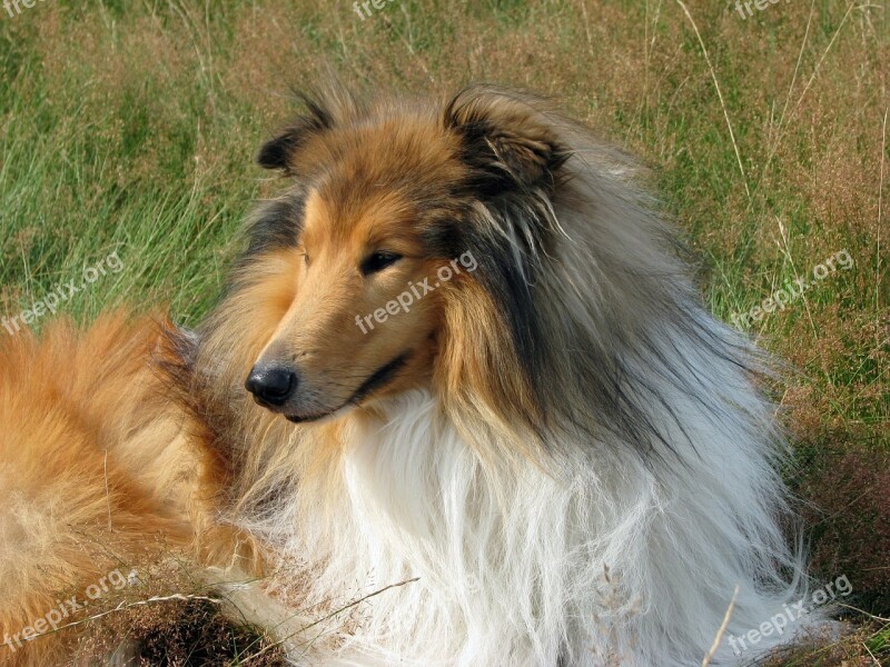 Dog Collie Rough Collie Lassie Scottish Collie