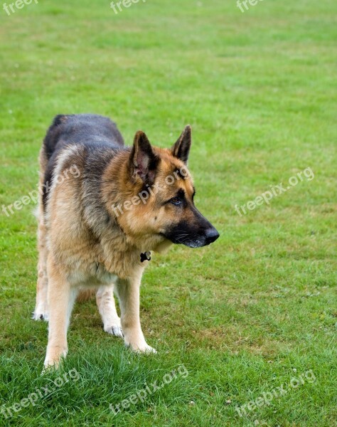 Dog German Shepherd Alsatian Animal Pet