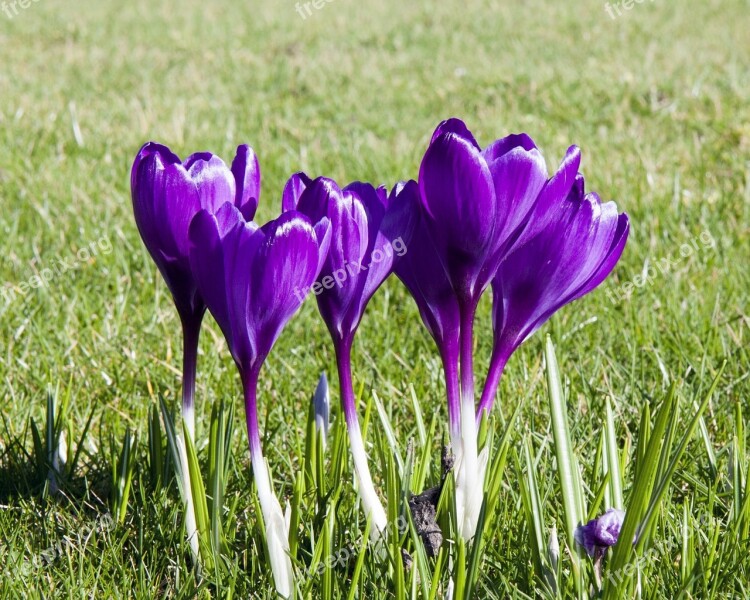 Crocus Flowers Flower Purple Beautiful