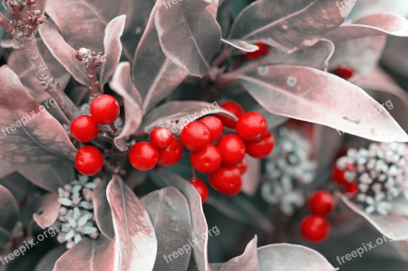 Berries Berry Red Leaves Silver