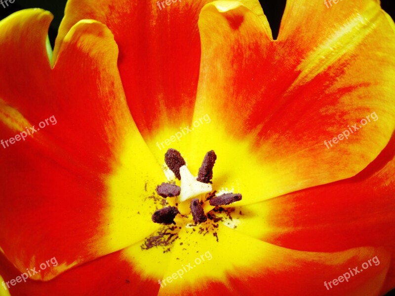 Tulip Flower Blossom Bloom Pistil