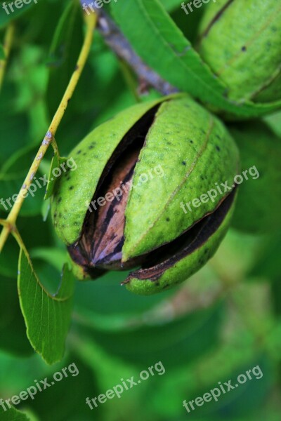 Nut Fruit Pecan Hull Opening