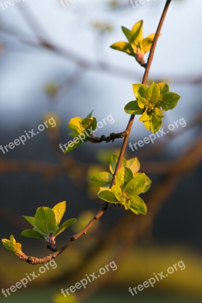 Spring Flowers Leaves Sun Nature