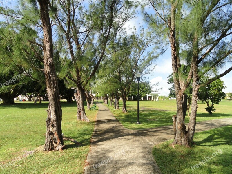 Guam University Campus Nature Outside Trees