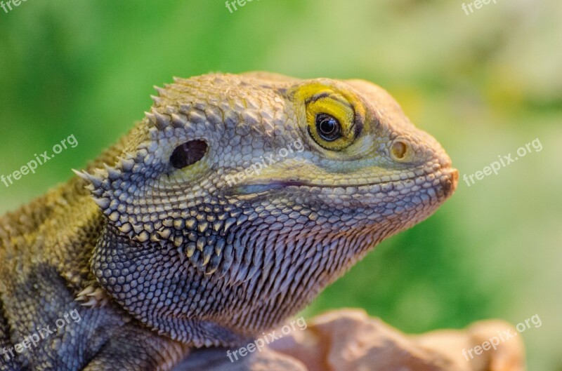 Animal Bearded Dragon Lizard Nature Pagona