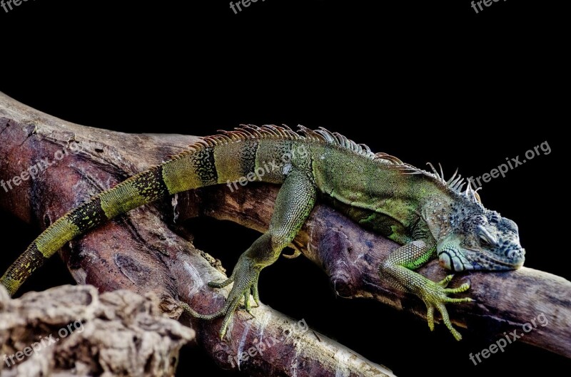 Iguana Lizard Outdoor Close-up Tree