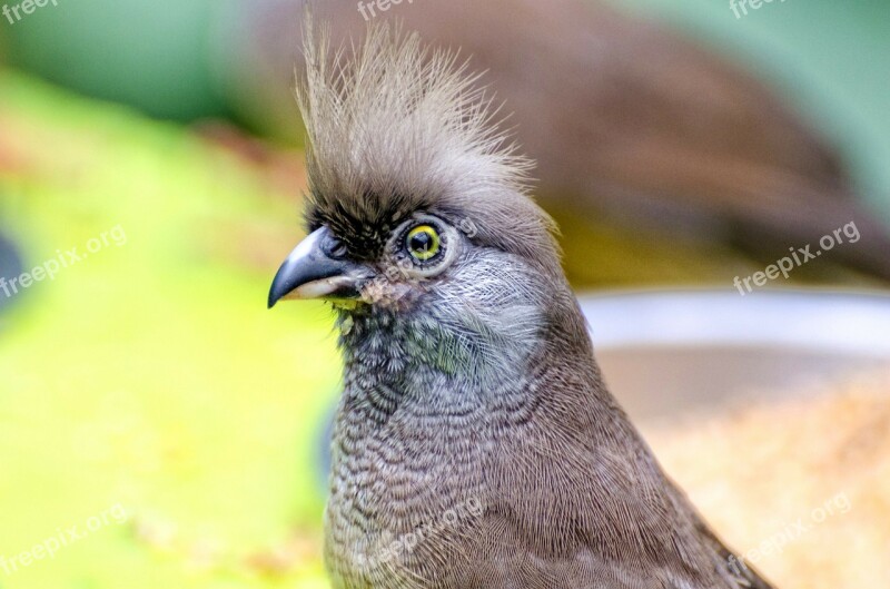 Beak Beauty Bird Brown Bush