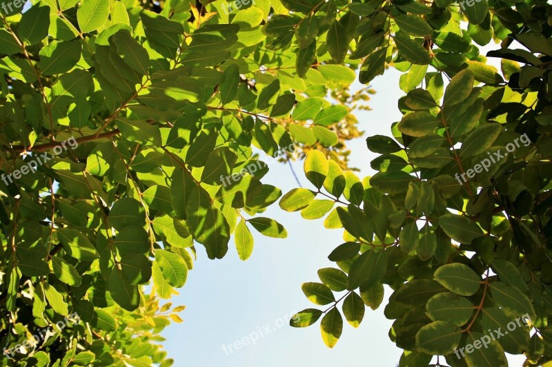 Tree Carob Leaves Rounded Green