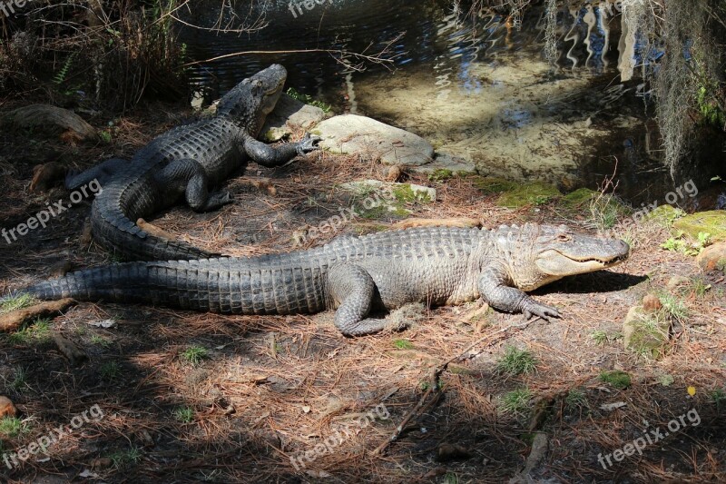 Alligator Head Close-up Reptile Nature