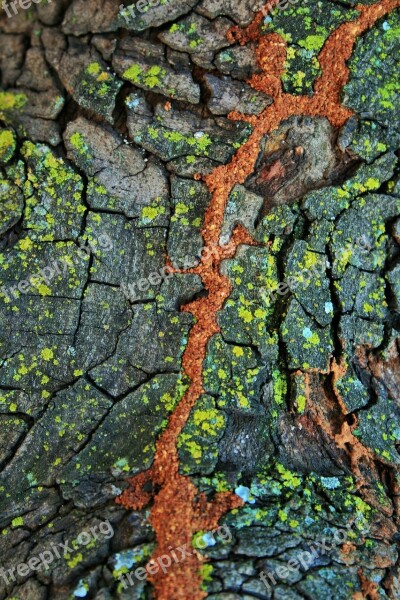 Tree Trunk Bark Lichen Moss