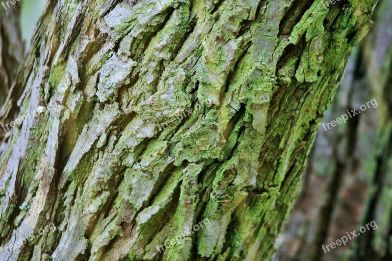 Tree Trunk Bark Rough Textured