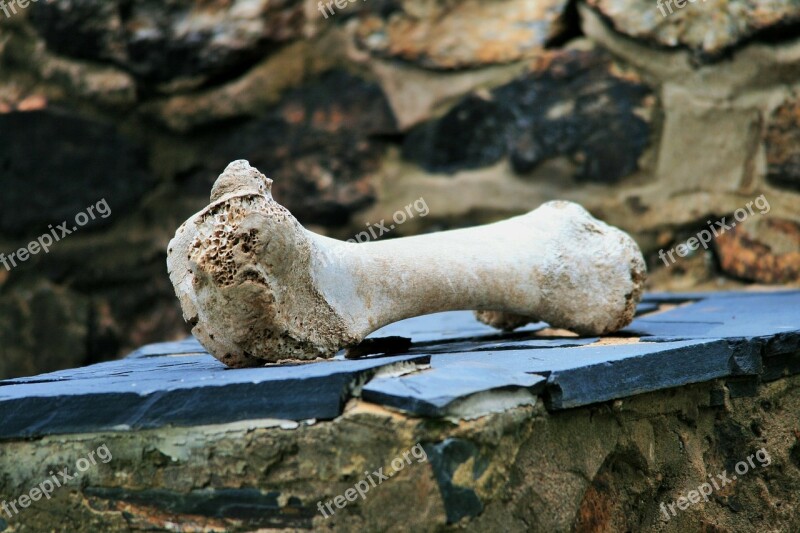 Bone Large Ostrich Femur Bleached