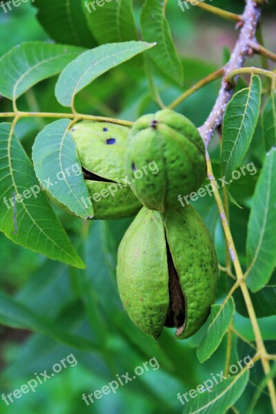 Nut Pecan Shell Green Maturing