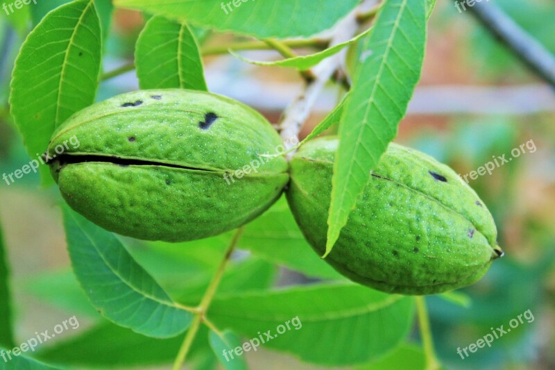 Nut Pecan Shell Green Maturing