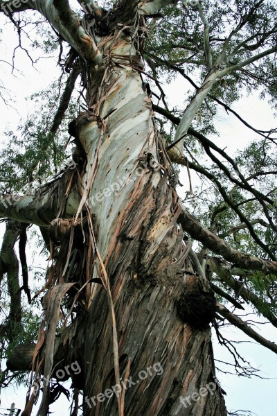 Tree Eucalyptus Trunk Bark Strips