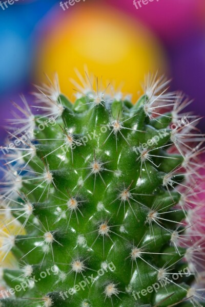 Cactus Plant Thistle Tequila Dew