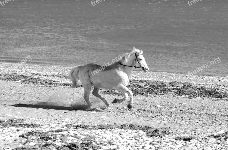 White Galloping Run Action Animal