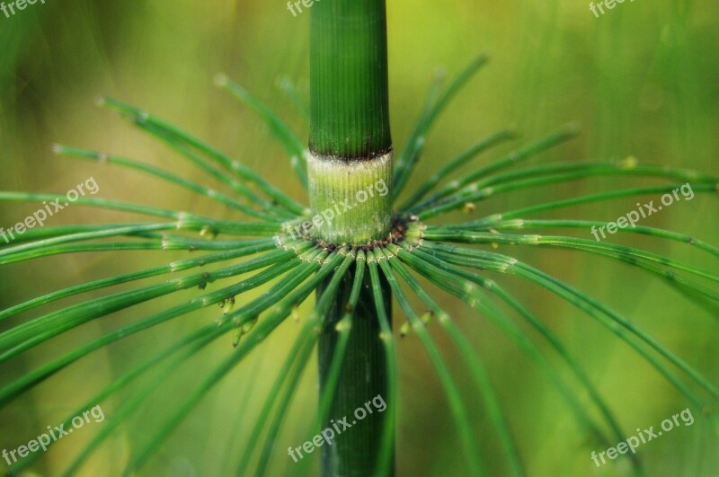 Close-up Macro Horsetail Equisetum Snake Grass