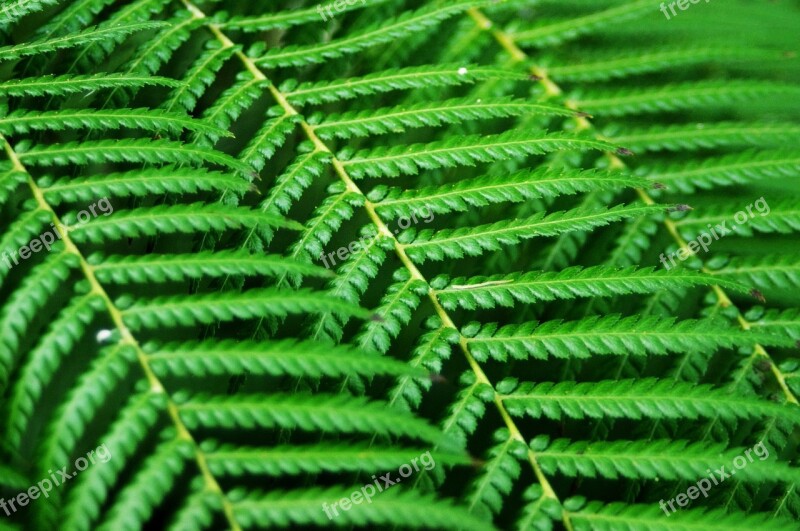 Fern Abstract Green Lines Composition