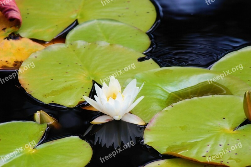 Lily Pads Nature Water Ripples Reflection