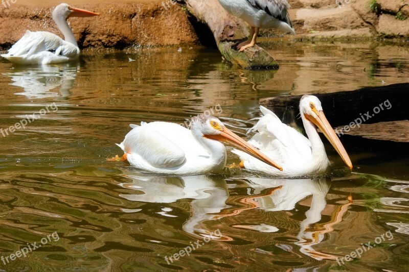 Pelicans Birds Zoo Animals Fowl