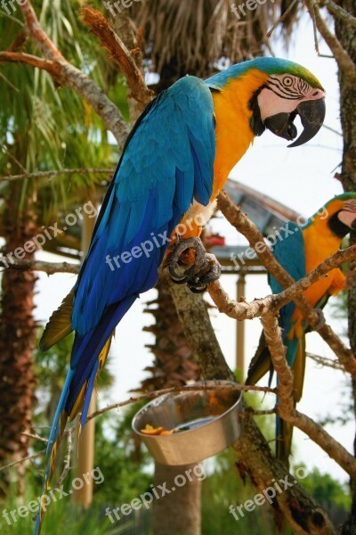 Macaw Bird Blue Gold Nature