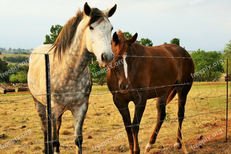 Fence Horses Brown Dappled White