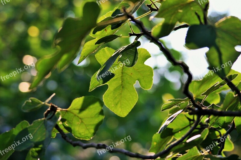 Tree Fig Leaves Overhang Green