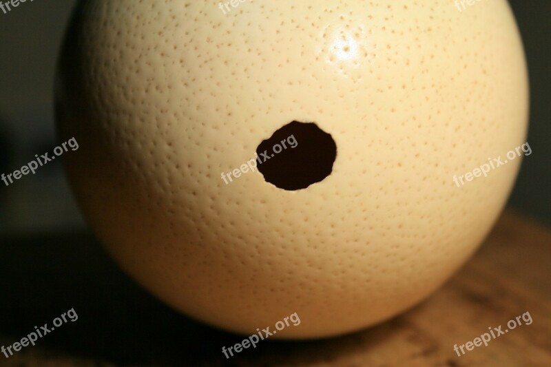 Ostrich Egg Shell Hole Empty