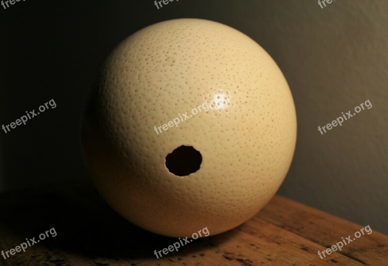 Ostrich Egg Shell Hole Empty