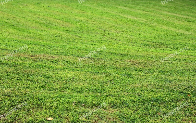 Grass Background Grass Background Green Grass Leaves