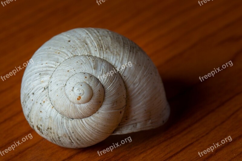 Shell Snail Feed Detail Blurred