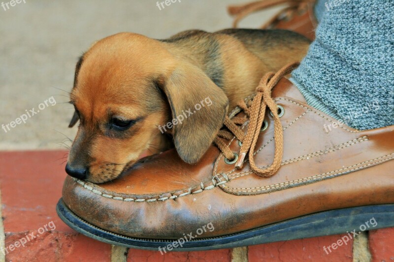 Puppy Brown Sausage Shoe Leather