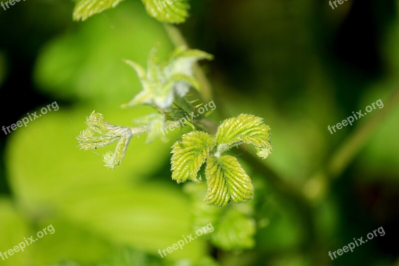 Spring Leaves Season March New Leaves