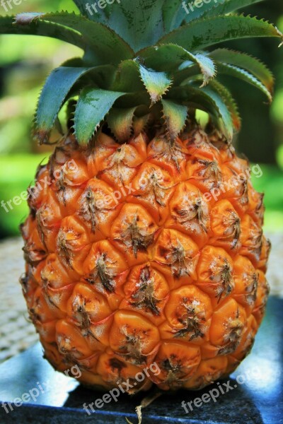 Fruit Pineapple Skin Yellow Rough