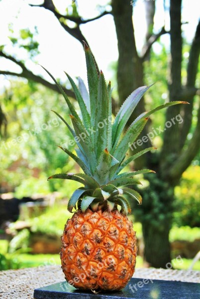 Fruit Pineapple Yellow Top Crown